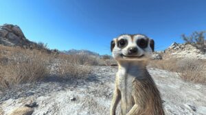Lire la suite à propos de l’article Mr Suricate se confie : Entre vie professionnelle et statut matrimonial